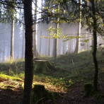 Herbst im Wald