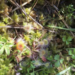 Sonnentau im Naturschutzgebiet