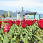 Strobl im Frühling