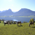 Wolfgangsee (c) Peter Brinkmann